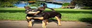Miniature Pinscher 2