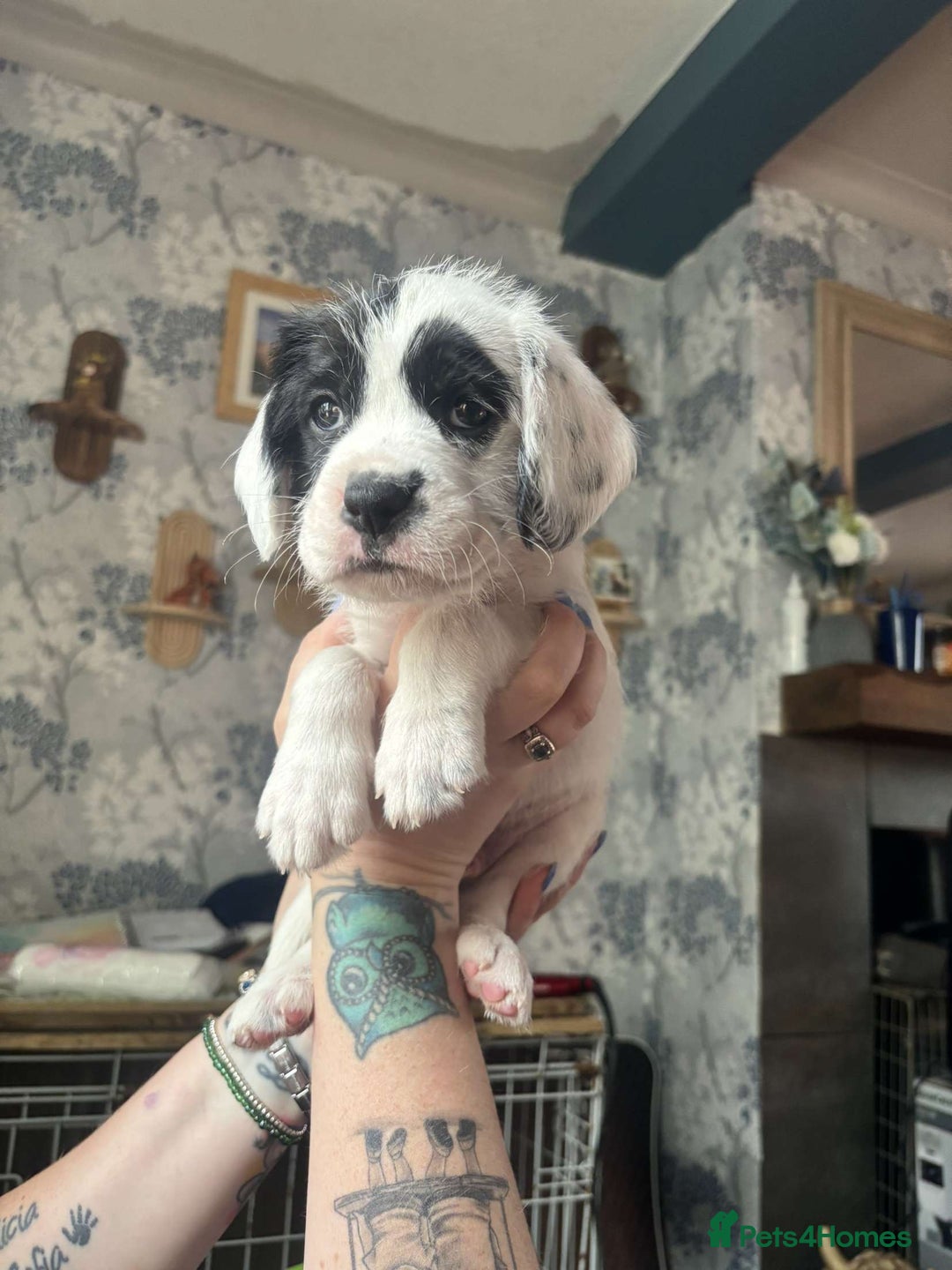 Mixed Breed dogs for sale: long haired Boxapoints - Image 9