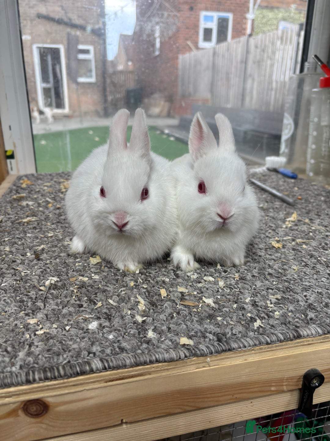 Netherland Dwarf rabbits for sale: 6 baby netherland dwarfs  - Image 7