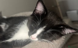 Mixed Breed cats for sale: Half Maine coon - Image 2