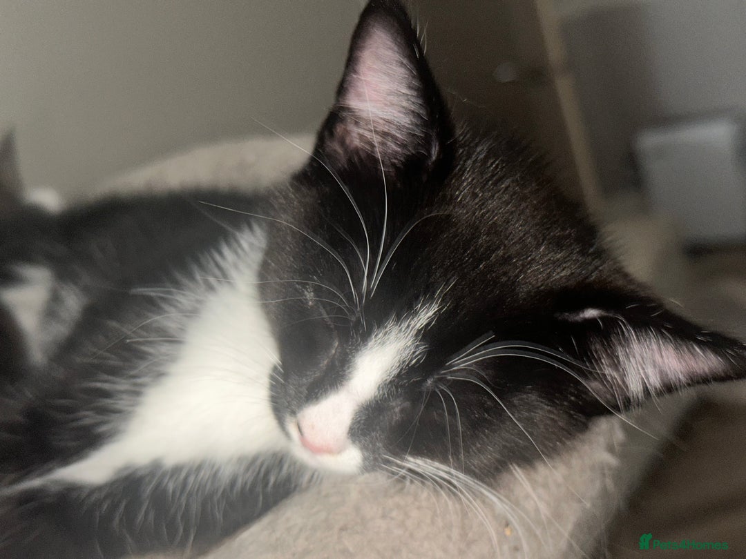 Mixed Breed cats for sale: Half Maine coon - Image 2