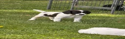 Sprocker dogs for sale: sprocket - Advert 8