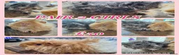 Guinea Pig rodents for sale: Pairs of Girl and Boy guinea pigs ready to leave - Advert 5