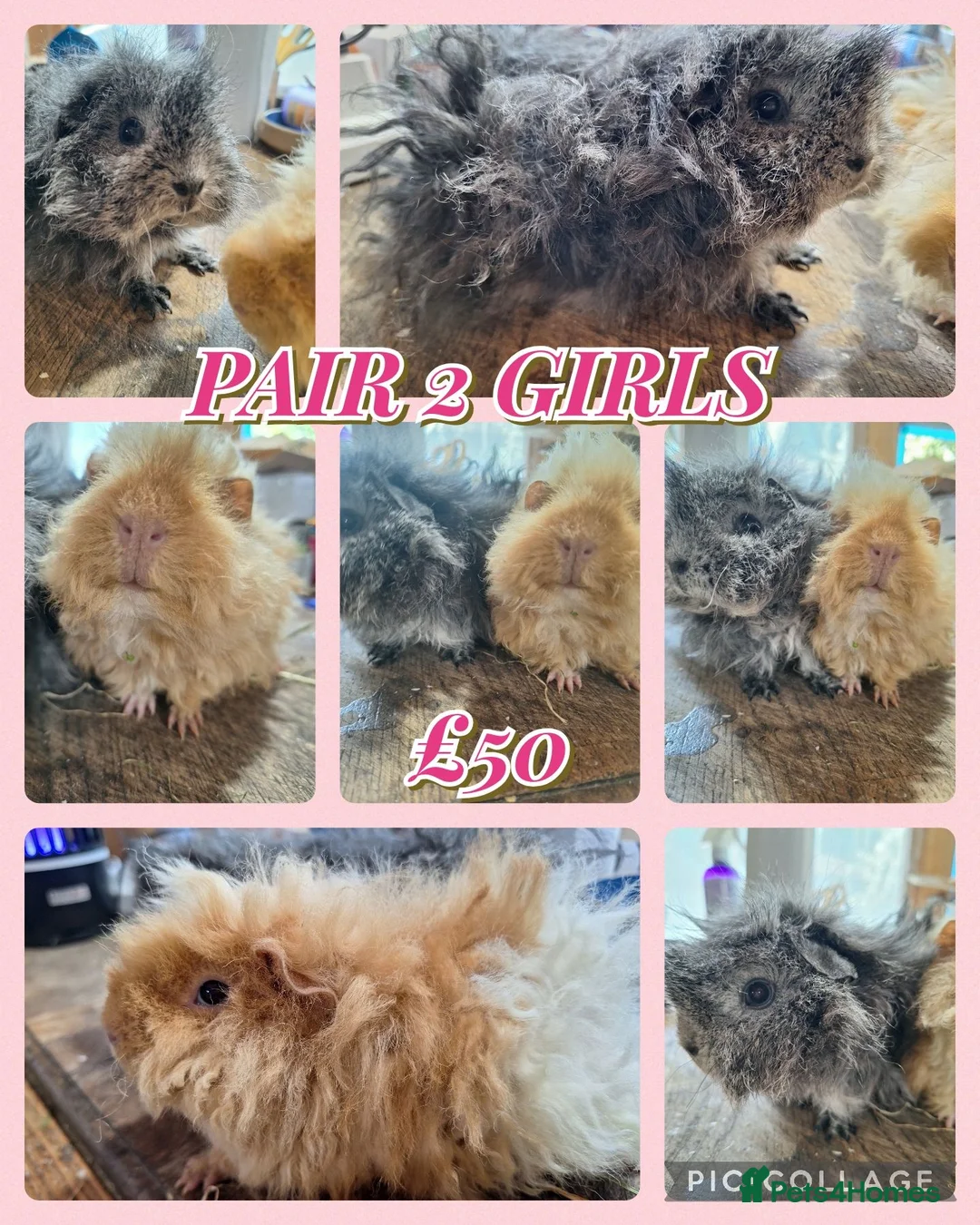 Guinea Pig rodents for sale: Pairs of Girl and Boy guinea pigs ready to leave - Advert 5