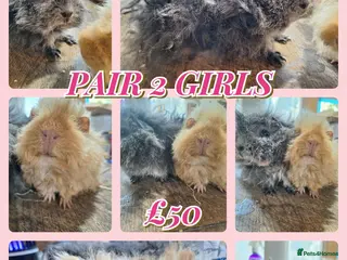 Guinea Pig rodents Pairs of Girl and Boy guinea pigs ready to leave - Advert 1