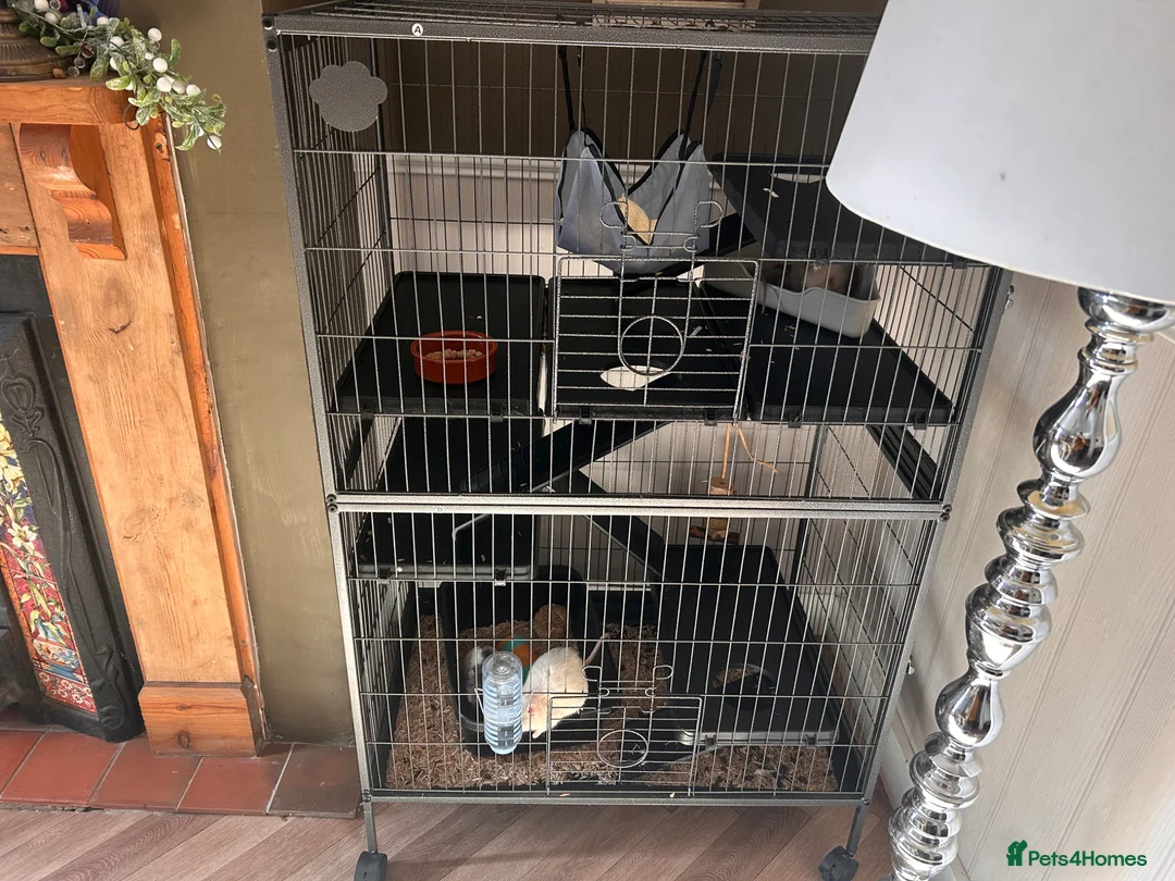 Rat rodents for sale: 3 male rats  in Daventry - Advert 1