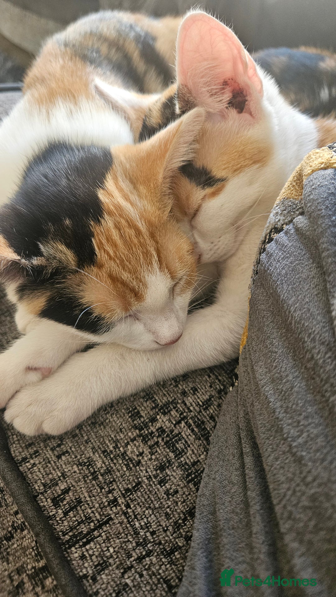 Mixed Breed cats for sale: 2 female kittens for sale  - Image 5