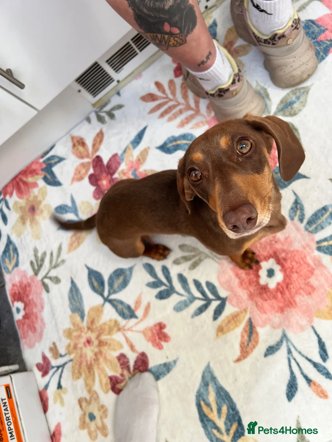 Dachshund dogs for sale: Alma 2 Year Old Spayed Female - Advert 2