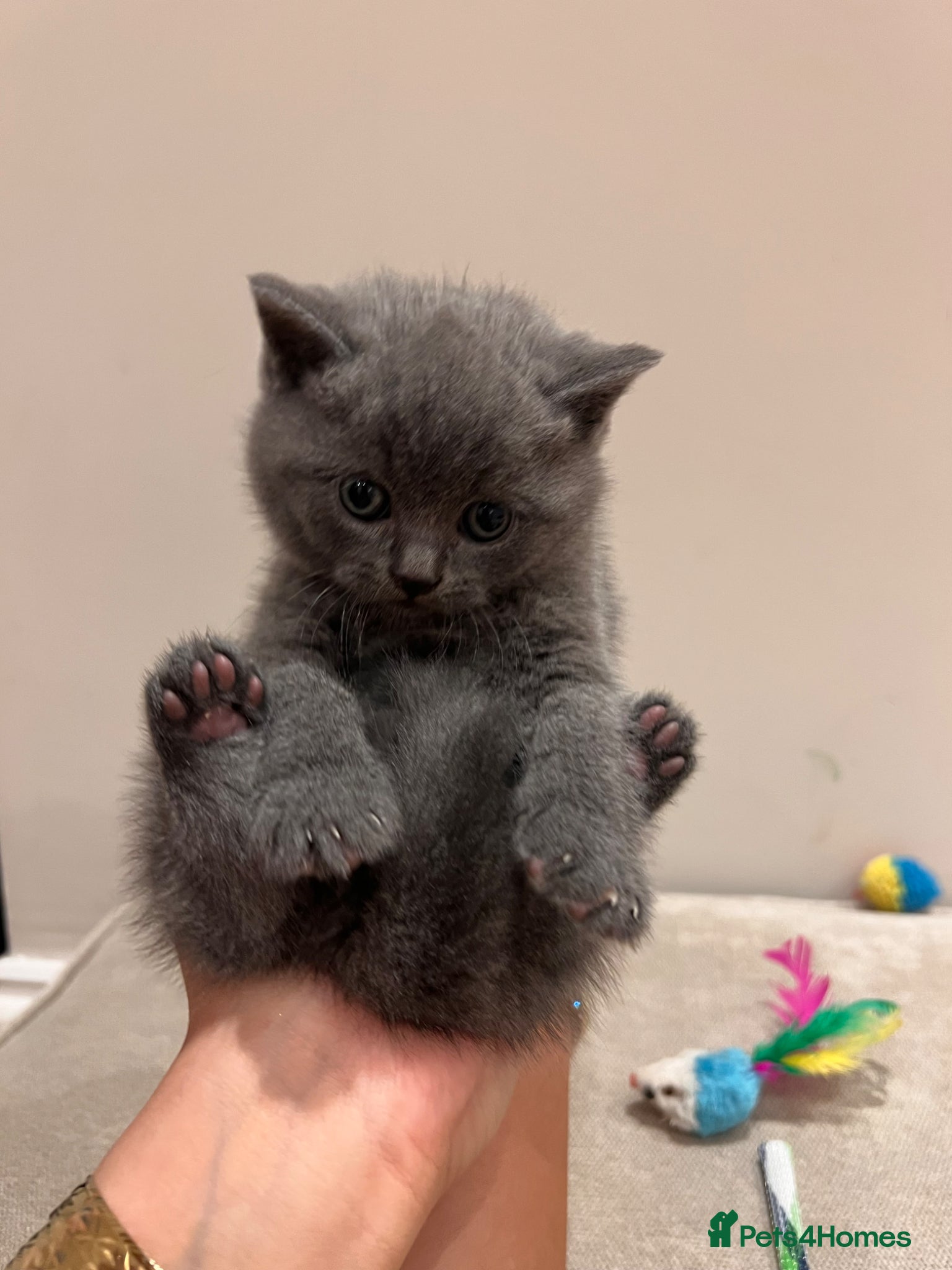 British Shorthair cats British Shorthair Kittens - Advert 2