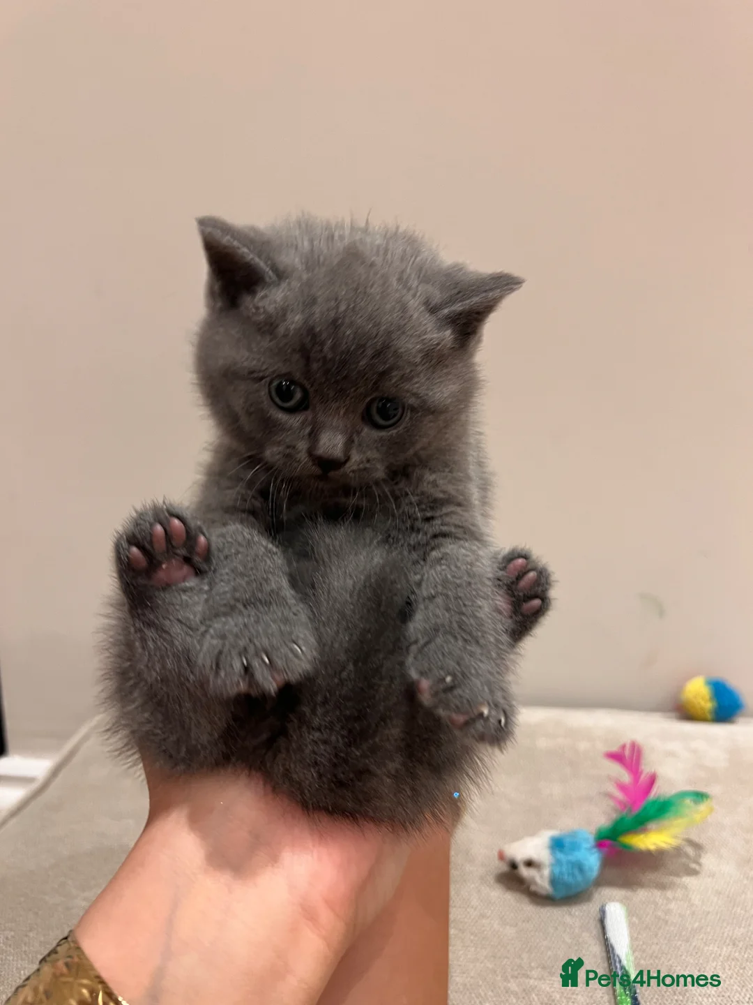 British Shorthair cats for sale: British Shorthair Kittens - Advert 1