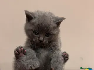 British Shorthair cats British Shorthair Kittens - Advert 2