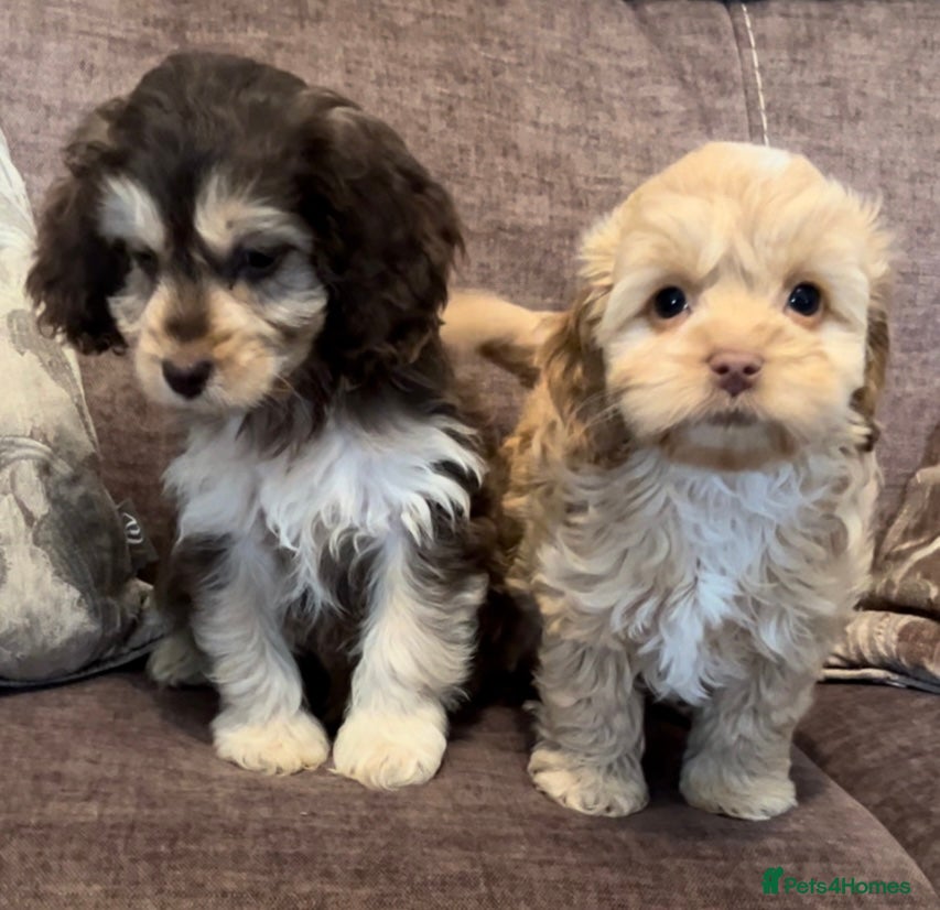 Cockapoo dogs 🩵💕BEAUTIFUL💕🩵F1 Cockapoo Pups  - Advert 7