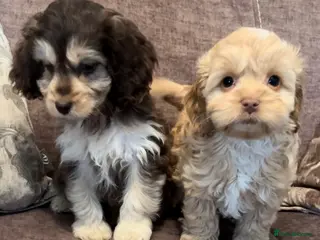 Cockapoo dogs 🩵💕BEAUTIFUL💕🩵F1 Cockapoo Pups - Advert 7