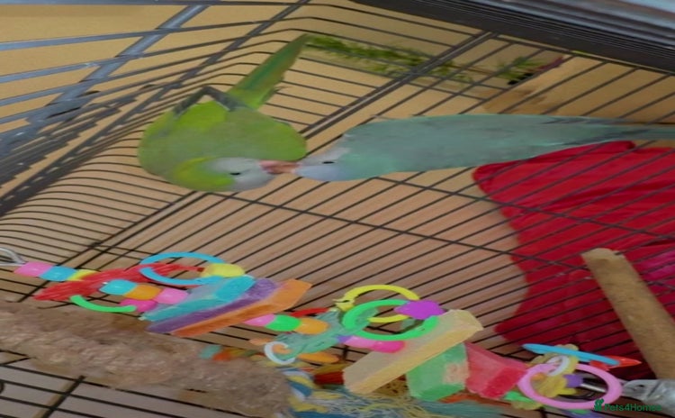Parrots birds - Advert 8