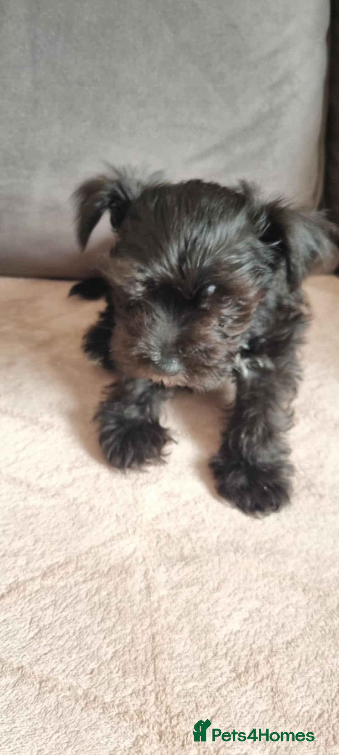 Mixed Breed dogs for sale: Yorkie/jack boy for sale  - Image 2