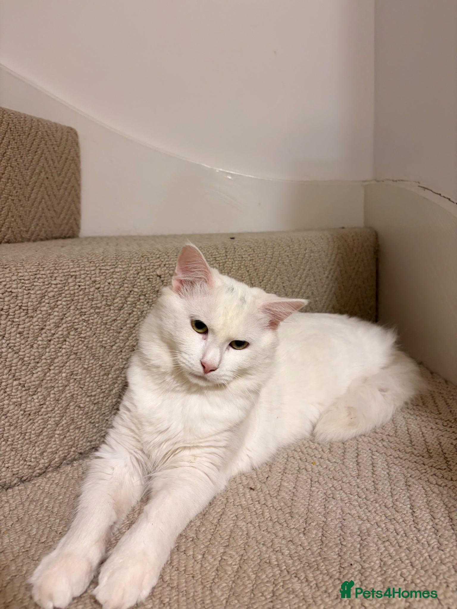 Mixed Breed cats Male cat  - Advert 3