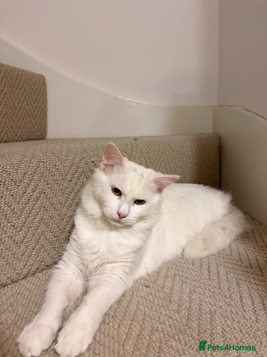 Mixed Breed cats for sale: Male cat  - Advert 1