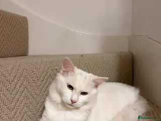 Mixed Breed cats Male cat - Advert 3