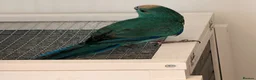 Parrots birds for sale: Bonded pair of kakarikis male and female  - Advert 16
