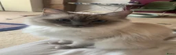 Ragdoll cats for sale: 2 Female ragdoll cats and 3 kittens-relisted - Advert 18