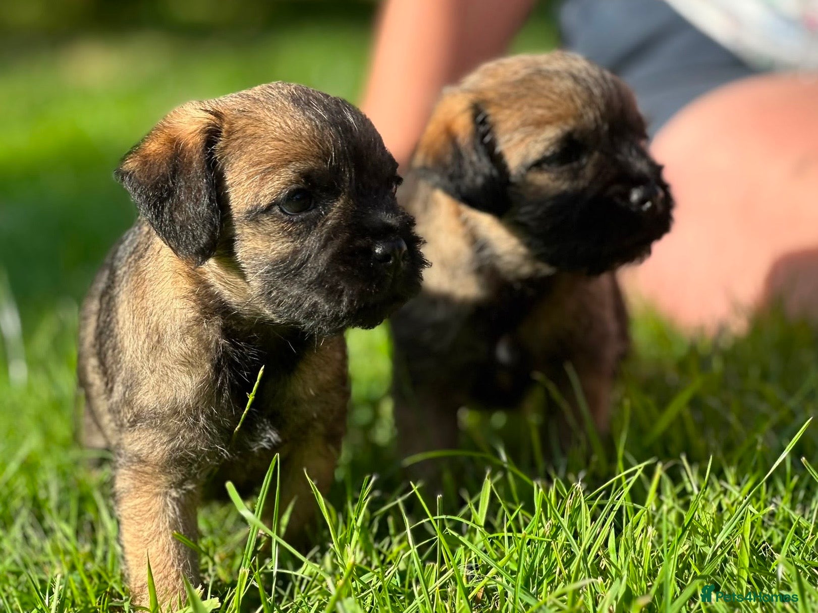 Border Terrier dogs Border terrier puppies - Advert 19