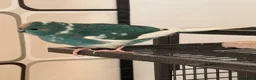 Parrots birds for sale: Bonded pair of kakarikis male and female  - Advert 2