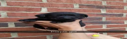 Labrador Retriever dogs for sale:  Only 5  left Litter of beautiful labradors puppys - Advert 4