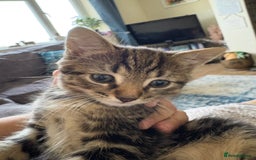 Domestic Shorthair cats for sale: 1 boy and 1 girl tabby and tortoiseshell - Image 10
