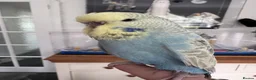 Budgerigars birds for sale: VERY RARE Baby Exhibition Budgie - Advert 2