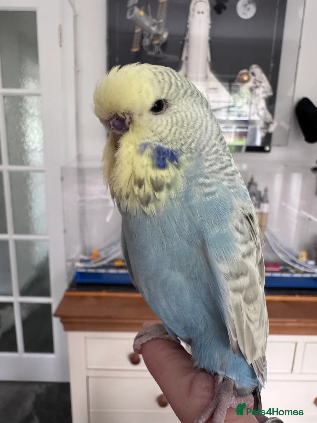 Budgerigars birds for sale: VERY RARE Baby Exhibition Budgie - Advert 2
