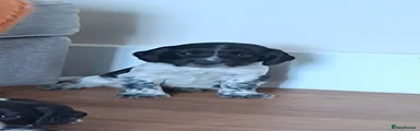 Sprocker 3