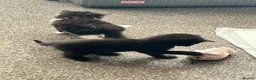 Mixed Breed cats for sale: Kittens for sale £20 - Advert 12