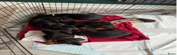 Dobermann dogs for sale: 2 LEFT,READY NOW,BEAUTIFUL DOBERMAN PUPPIES - Advert 18