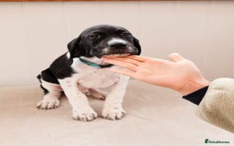 Pointer dogs for sale: English pointer puppies  - Image 21