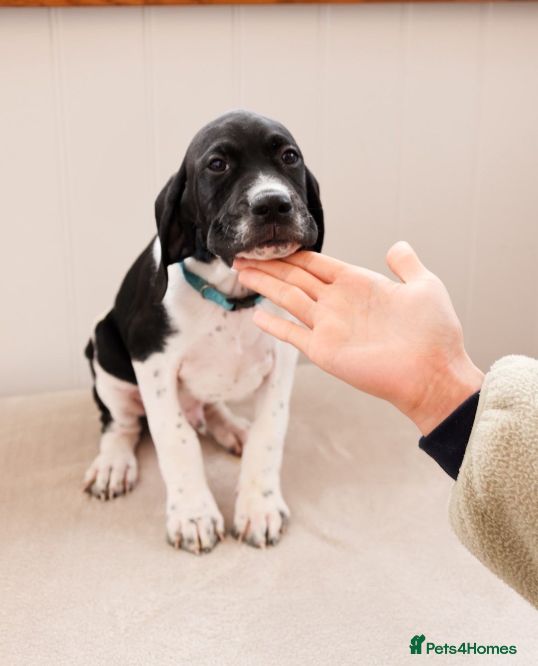 Pointer dogs for sale: English pointer puppies  - Image 21