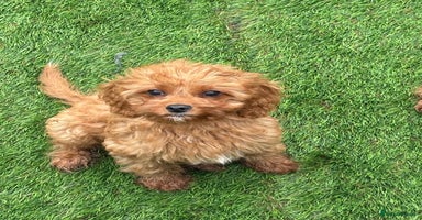 Cavapoo dogs in Dudley - Advert 3