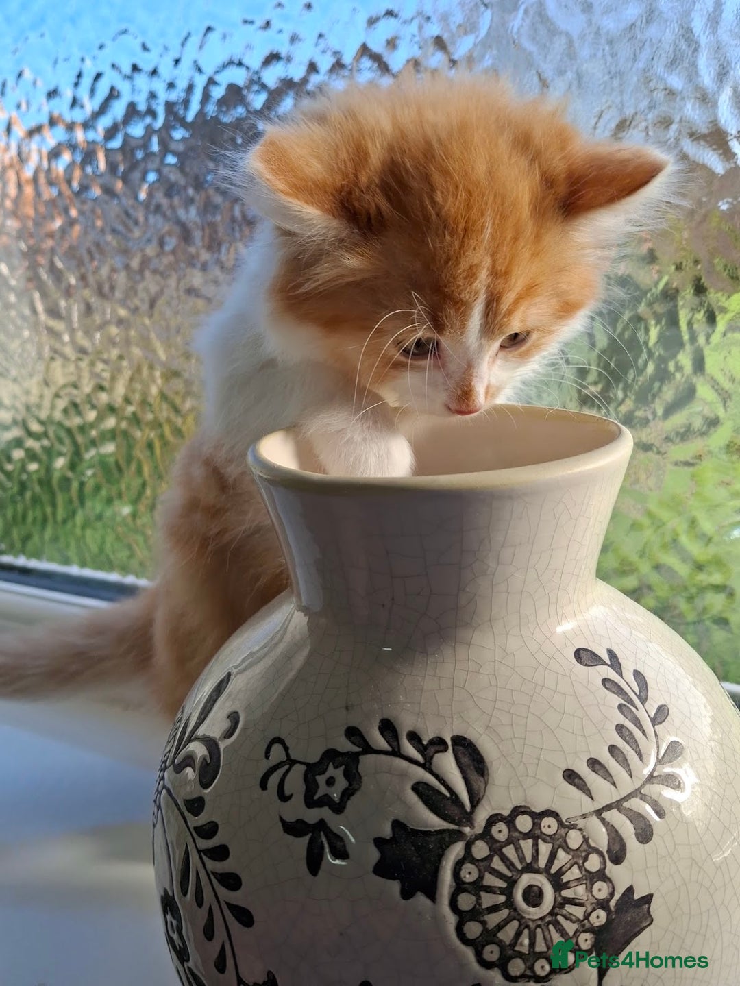 Maine Coon cats for sale: Beautiful Part Maine Coon/Ragdoll Long Haired Male - Advert 3