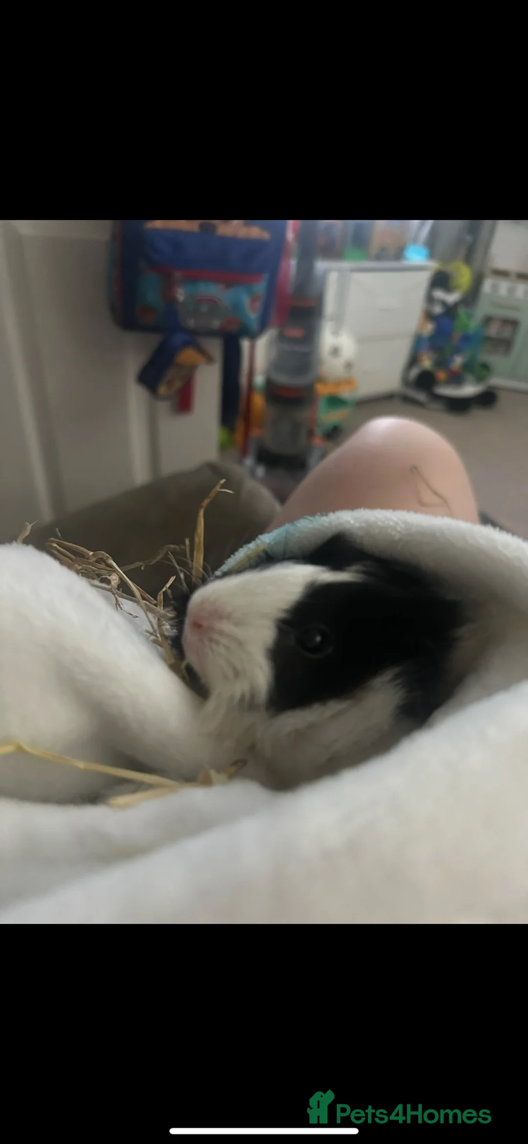 Guinea Pig rodents for sale: Guinie pigs for sale  in Wolverhampton - Advert 2