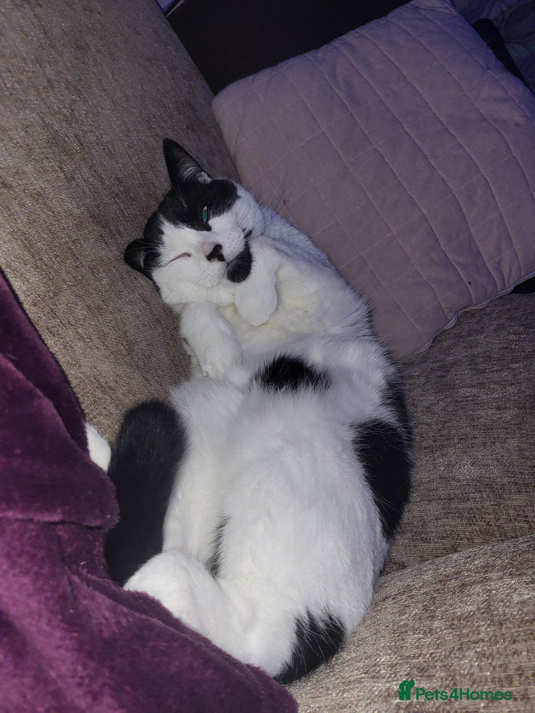 Domestic Shorthair cats for sale: Fluffy boy Oreo - Advert 2