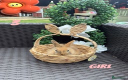 Mixed Breed rabbits for sale: 3 baby rabbits looking for their forever homes - Image 2