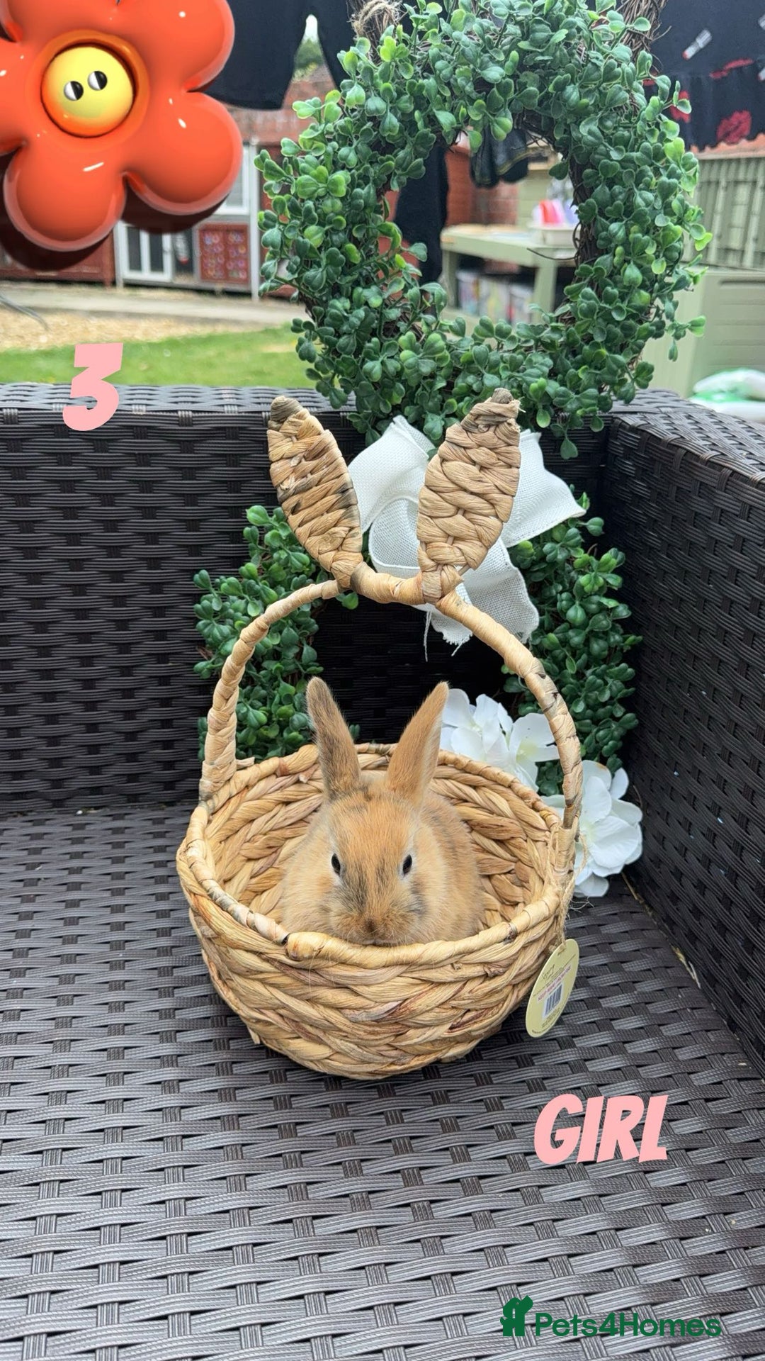 Mixed Breed rabbits for sale: 3 baby rabbits looking for their forever homes - Image 2