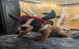 Boxer dogs for sale: 6 Beautiful boxer puppies for sale  - Image 4