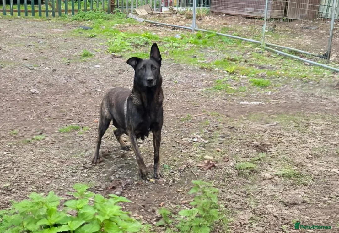 Belgian Shepherd Dog dogs for sale: 7 Gorgeous DUTCH SHEPHERD Puppies  - Advert 1