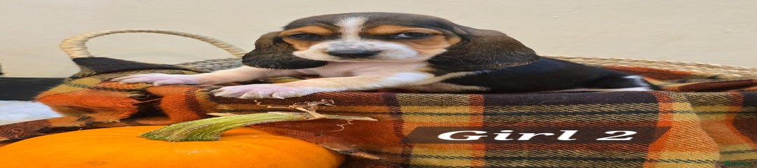 Basset Hound Puppy 5