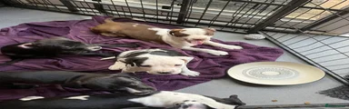 Mixed Breed Puppy 5