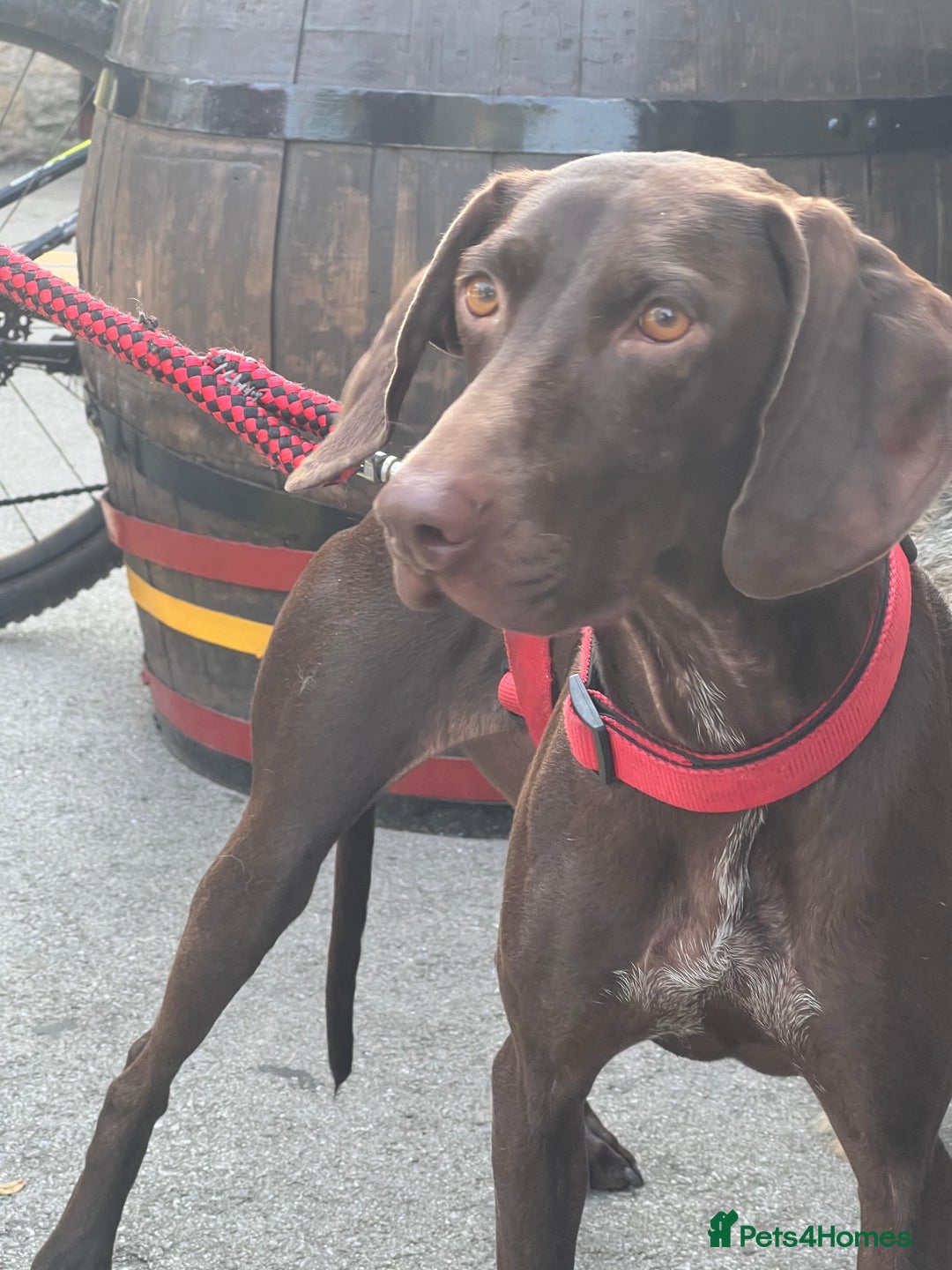 German Shorthaired Pointer dogs for adoption: Rucha, female German Shorthaired Pointer, aged 2 - Image 14