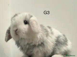 Mini Lop rabbits Pure bred Mini lops - Advert 1