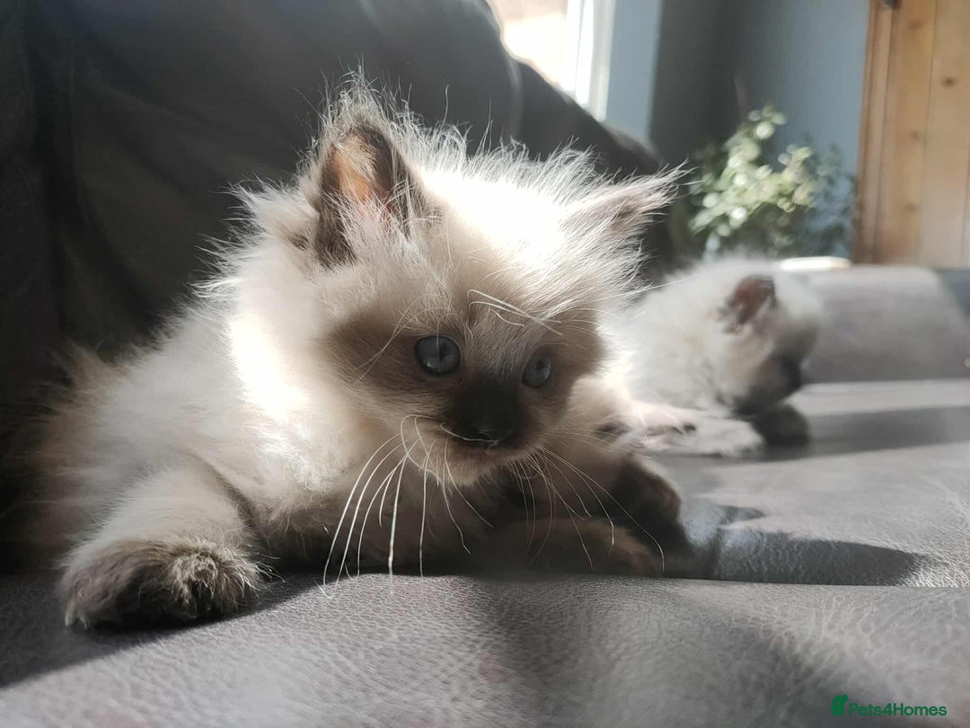 Ragdoll cats for sale: Beautiful Ragdoll kittens - Image 19