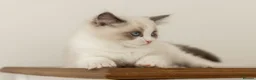 Ragdoll cats for sale: Last Blue Bicolour Ragdoll female available  - Advert 25