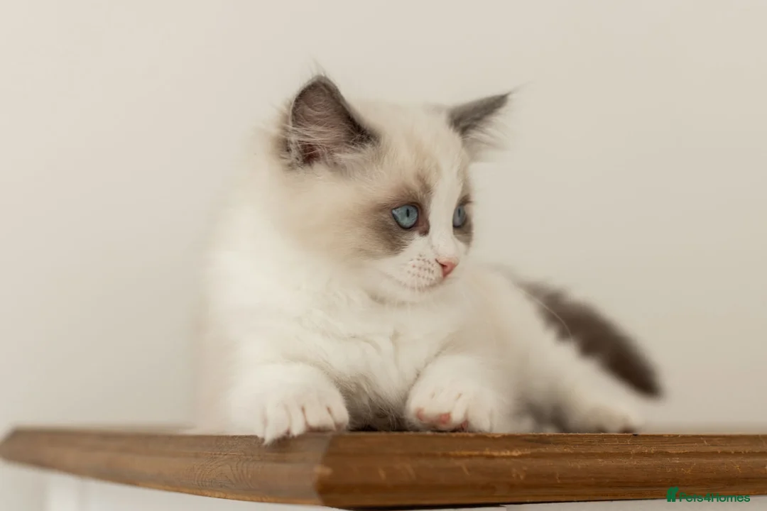 Ragdoll cats for sale: Last Blue Bicolour Ragdoll female available  - Advert 25